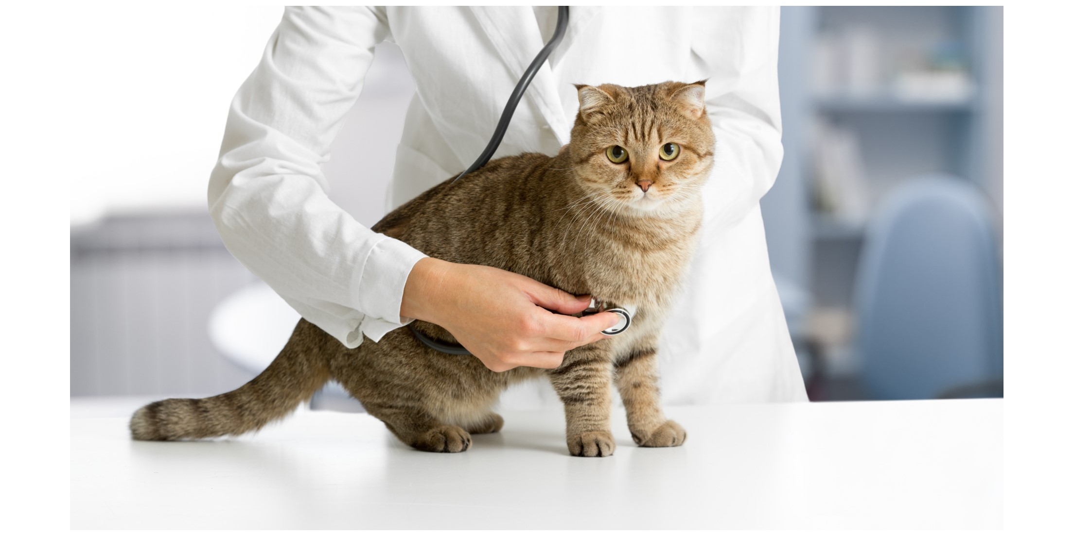 e-Learning for Veterinary - CVS Group